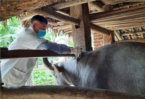 Đồng Hỷ: Tiêm trên 143.000 liều vắc-xin phòng bệnh cho vật nuôi