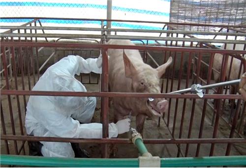 T.P Sông Công: Kịp thời khống chế ổ dịch tả lợn châu Phi
