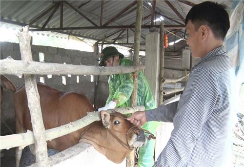 T.P Sông Công tiêm phòng bao vây ổ dịch