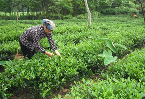 Lãnh đạo của chi bộ giữ vai trò then chốt