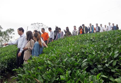 Trải nghiệm qua vùng chè