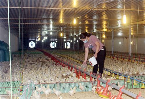 T.P Sông Công: Trên 80% trang trại chăn nuôi liên kết theo chuỗi