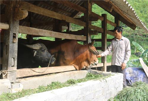 Bỏm bẻm nhai  nuôi chủ