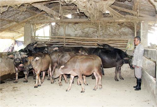 Những triệu phú nuôi trâu nơi vùng cao