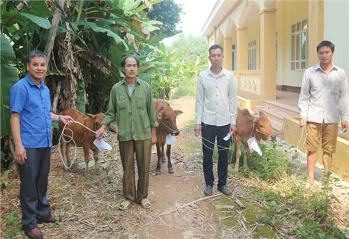Trao bê giống cho hộ nghèo ở Nghinh Tường