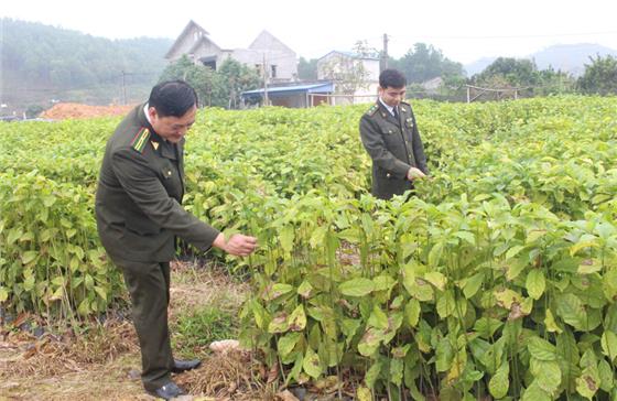 Đại Từ: Phấn đấu trồng gần 1,3 triệu cây xanh