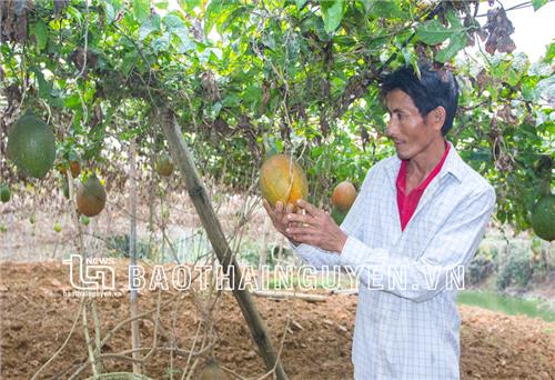 “Ăn chắc, mặc bền” với cây gấc