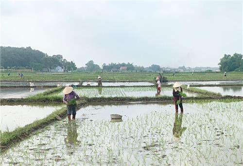 Phú Bình: Thực hiện 3 mô hình gieo cấy lúa được cấp mã số vùng trồng