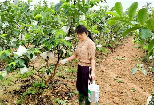 Trên 24.000 lượt hộ đạt danh hiệu “Nông dân thi đua sản xuất, kinh doanh giỏi” 