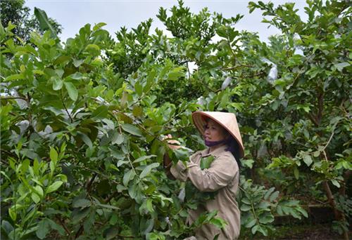 Hạt nhân lãnh đạo xây dựng nông thôn mới kiểu mẫu