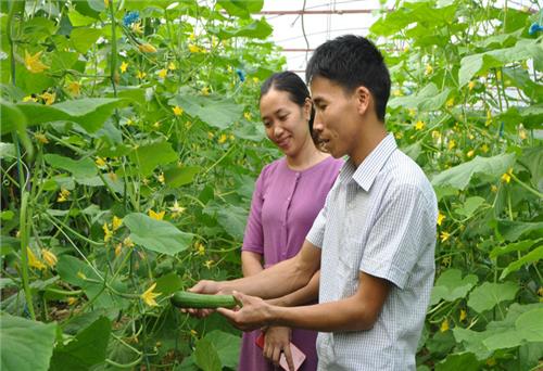 T.P Sông Công dành trên 23 tỷ đồng thực hiện Đề án phát triển nông nghiệp bền vững