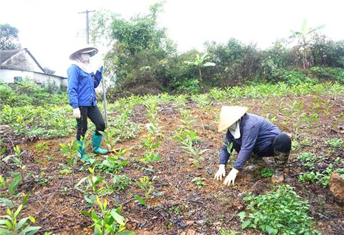 Thái Nguyên vào vụ trồng rừng mới