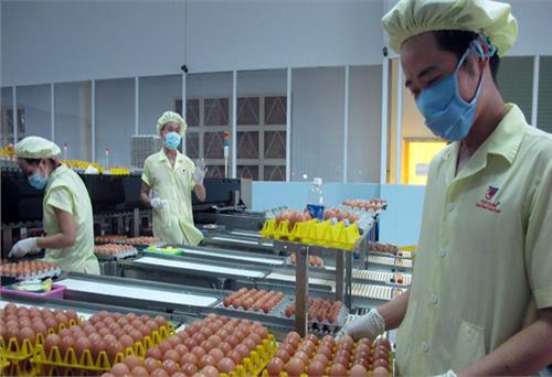 Trứng gà Việt vào siêu thị Hong Kong