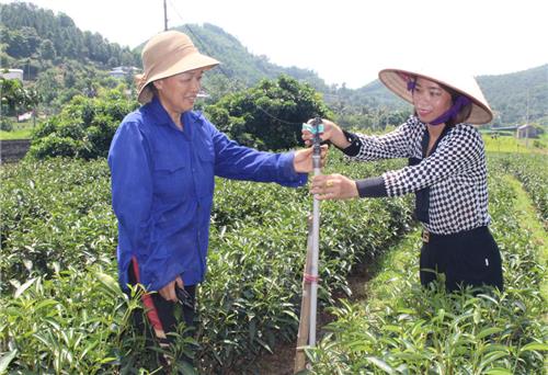 Hỗ trợ hệ thống tưới chè cho người dân