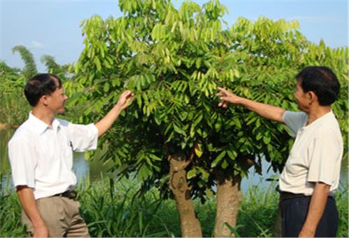 Tuổi cao ý chí càng cao