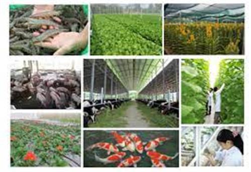 Ngân sách Nhà nước hỗ trợ đầu tư sản xuất giống