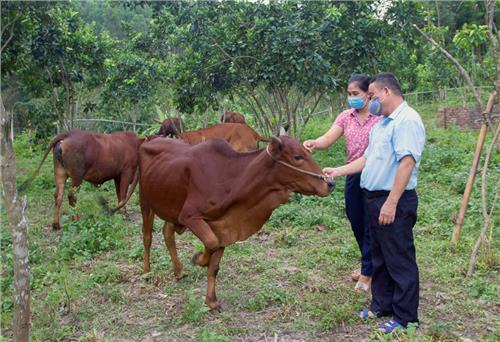 Võ Nhai khống chế thành công dịch bệnh viêm da nổi cục trên trâu, bò