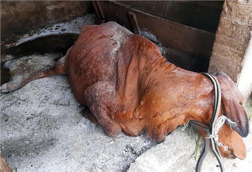 Ngăn chặn bệnh viêm da nổi cục lây lan
