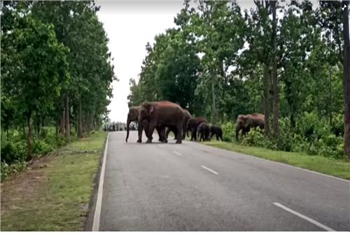 Ấn Độ: Khai thác khoáng sản trái phép dẫn đến voi tàn phá làng mạc