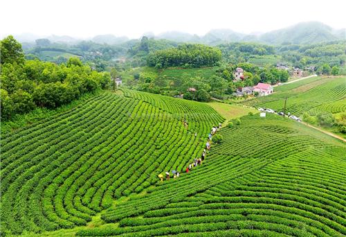 Sức vươn chè Thái