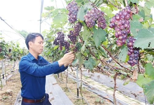 Phát triển vườn cây trái gắn với du lịch