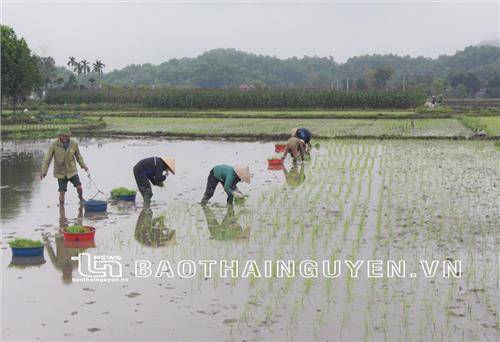 Để có vụ xuân thắng lợi