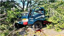 Bình Thuận: Cây xà cừ bị đổ đè bẹp xe ben, lái xe tử vong