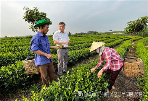 Tân Linh xây dựng vùng chè an toàn quy mô lớn