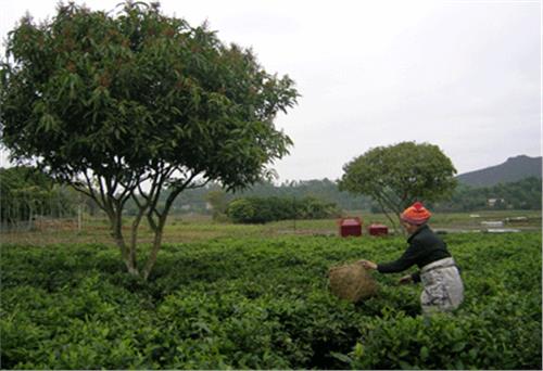 Góp phần nâng cao chất lượng sản phẩm chè Đại Từ