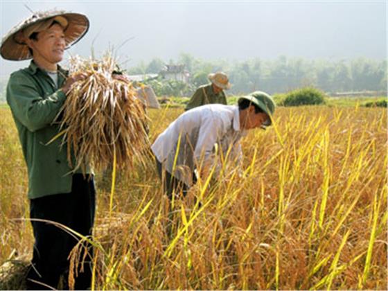 Dẻo thơm gạo Bao thai Định Hóa