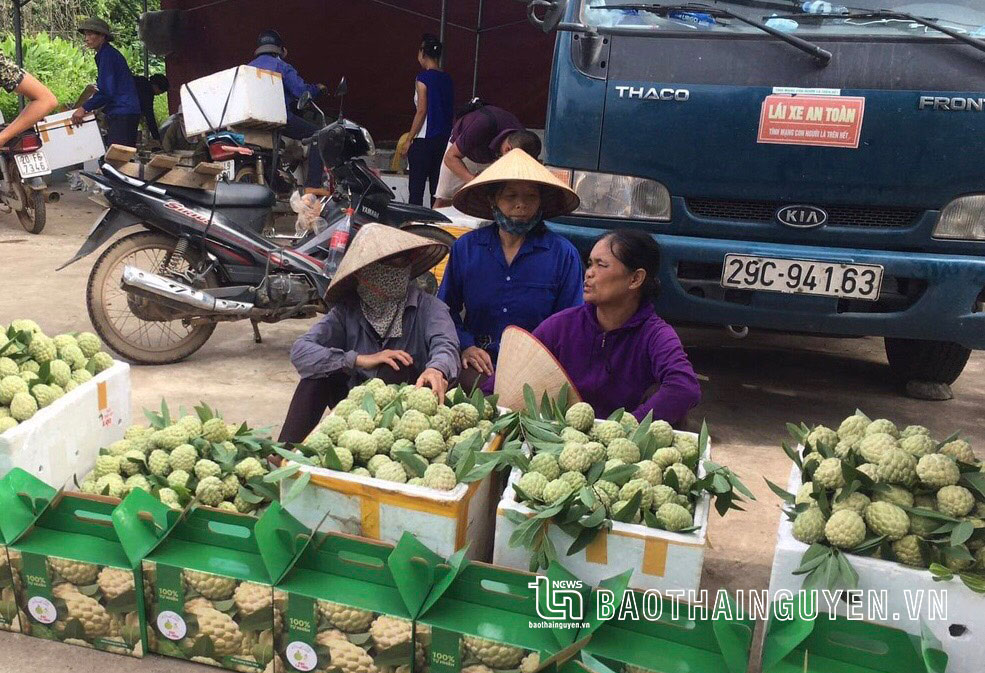  Sản phẩm na của HTX Na La Hiên (xã La Hiên, huyện Võ Nhai) được dán tem, đóng hộp trước khi xuất bán.