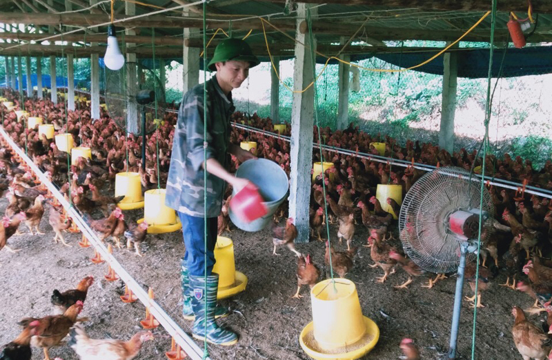  Hợp tác xã nông nghiệp thương mại An Khang, ở xã Minh Lập (Đồng Hỷ) mỗi năm cung cấp ra thị trường từ 200-250 tấn gà ri.