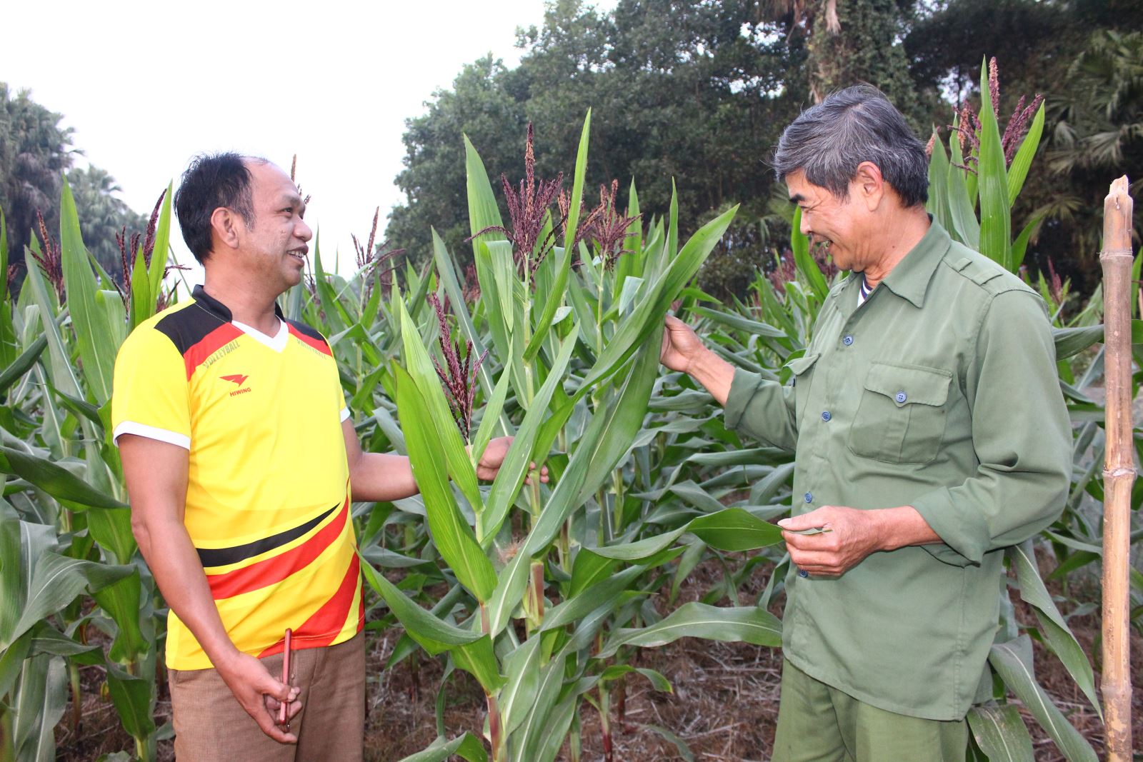  Ông Lê Xuân Thu (bên trái), Trưởng xóm Đồng Nghè 1, xã Động Đạt (Phú Lương) chia sẻ kinh nghiệm trồng trọt với người dân trong xóm.