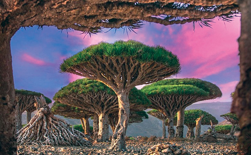  Cây long huyết trên đảo Socotra.