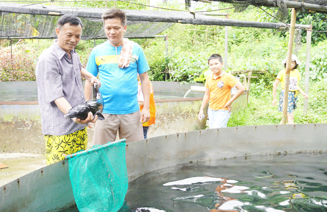  Gia đình ông Trần Ngọc Phúc, ở xóm Tân Sơn, xã La Bằng (Đại Từ) hiện có 4 bể nuôi cá tầm với thể tích khoảng 150m3, quy mô nuôi trên 1.500 con.