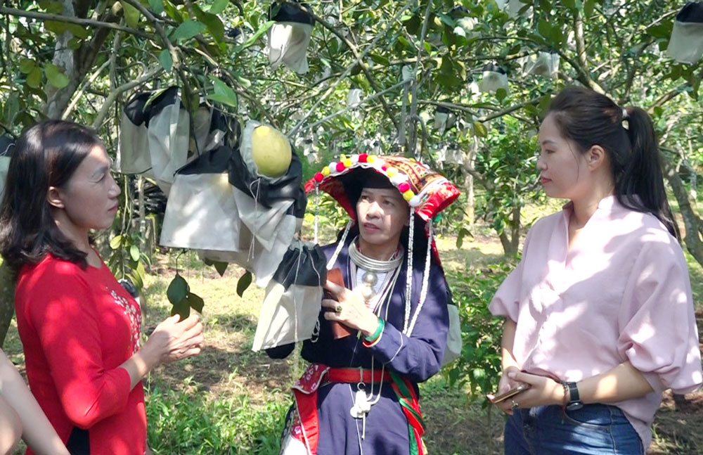 Đồng bào Dao ở xã Hoàng Nông (Đại Từ) giới thiệu với khách du lịch về các loại bưởi được trồng tại xã.