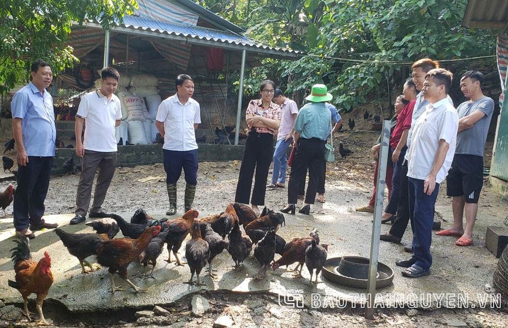  Đàn gà thả vườn được nuôi theo hướng hữu cơ của Hợp tác xã Chăn nuôi, dịch vụ nông nghiệp Khánh Mai, xã Yên Đổ.