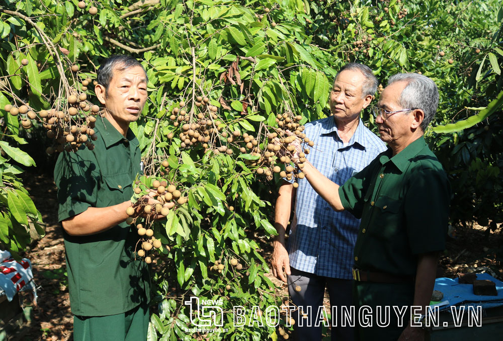 Cán bộ, hội viên Hội Nạn nhân chất độc da cam/Dioxin xã Hóa Thượng (Đồng Hỷ) trao đổi kinh nghiệm trồng cây ăn quả.