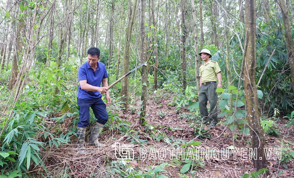  Gia đình ông Hoàng Văn Chung, ở xóm Cầu Mai, xã Văn Hán (Đồng Hỷ), có gần 2ha rừng trồng theo tiêu chuẩn FSC.