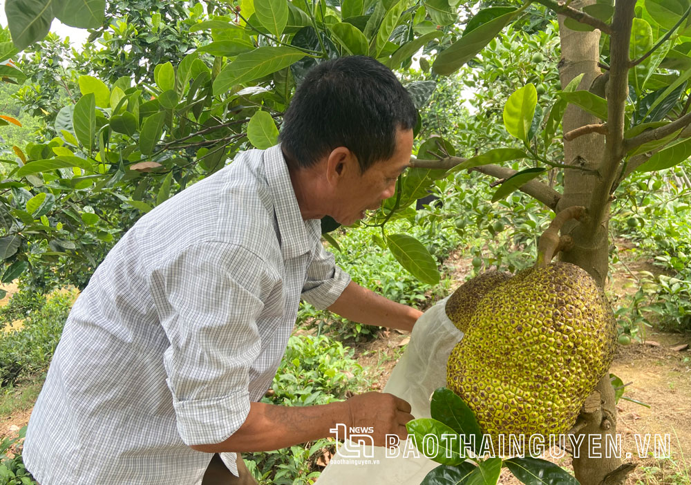  Thực hiện nghị quyết của Chi bộ về phát triển cây ăn quả, nhiều hộ dân ở xóm Tiên Trường 2 (xã Tiên Hội) đã đầu tư mô hình cây ăn quả mang lại thu nhập cao.