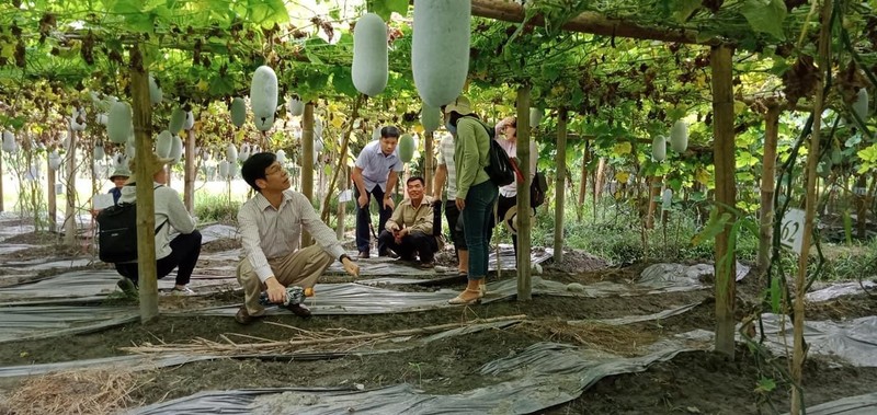  Sản phẩm bí xanh Ba Bể của Hợp tác xã Yến Dương (tỉnh Bắc Kạn) đạt hạng sản phẩm OCOP 3 sao.