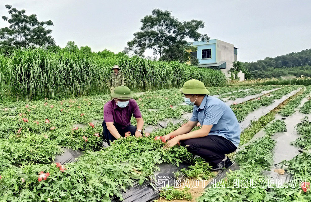 Người dân xóm Đồng Tâm, xã Động Đạt (Phú Lương), trồng cây sâm báo để sản xuất các loại thuốc bồi bổ cho sức khỏe con người.