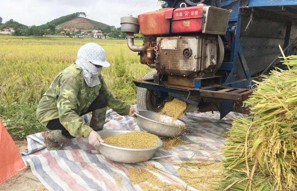  Nông dân xã Lâu Thượng (Võ Nhai) thu hoạch lúa mùa.
