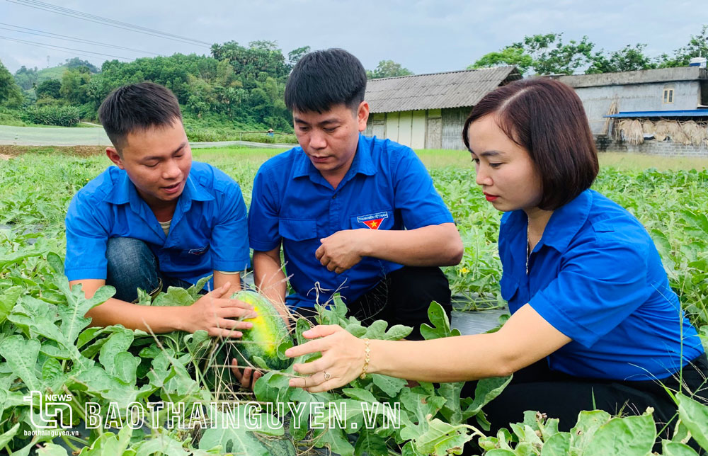  Lãnh đạo Huyện đoàn Định Hóa thăm mô hình trồng dưa hấu của HTX sản xuất nông sản an toàn ATK Định Hóa (ảnh: Huyện đoàn Định Hóa).