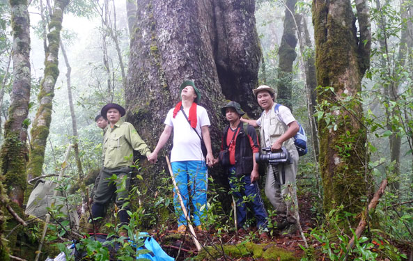  Khám phá khu rừng thông cổ thụ trên đỉnh Ngọc Linh - Ảnh: HOÀNG THỌ