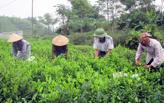  Người dân xóm Vang, xã Liên Minh (Võ Nhai) thu hái chè chính vụ. Ảnh: N.N