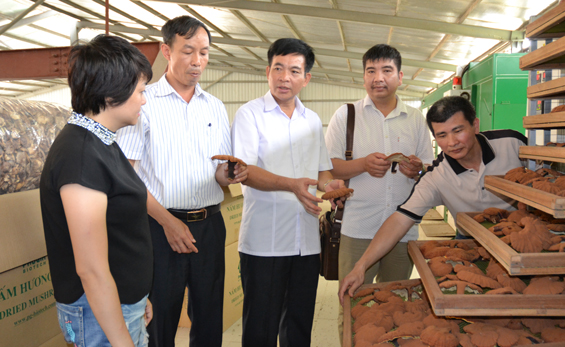  Đoàn liên ngành của tỉnh kiểm tra quy trình sấy nấm tại Công ty TNHH sinh học Phú Gia, trụ sở tại thị trấn Hùng Sơn (Đại Từ).