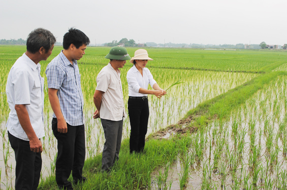  Cán bộ Phòng Nông nghiệp - PTNT huyện Phú Bình hướng dẫn bà con nông dân cách phòng trừ sâu bệnh gây hại lúa trên cánh đồng lớn của xã Tân Đức.