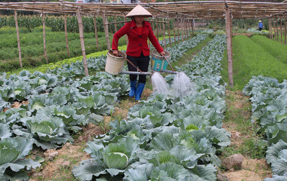  Gia đình chị Đoàn Thị Thúy, thành viên Tổ hợp tác trồng rau an toàn xóm Xuân Đài, thị trấn Hùng Sơn (Đại Từ) hiện có 7 sào rau các loại được trồng theo tiêu chuẩn VietGAP.