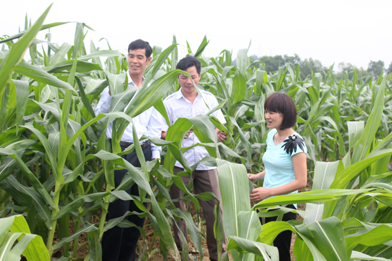  Cán bộ Phòng Nông nghiệp và Trạm Khuyến nông huyện Phú Lương thăm mô hình trồng ngô chuyển gen tại xóm Cọ 1, xã Phấn Mễ.